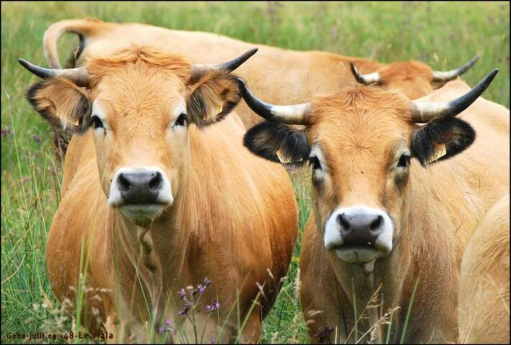 Lozere Aubrac Margeride Promo Lägenhet Saint-Alban-sur-Limagnole Exteriör bild