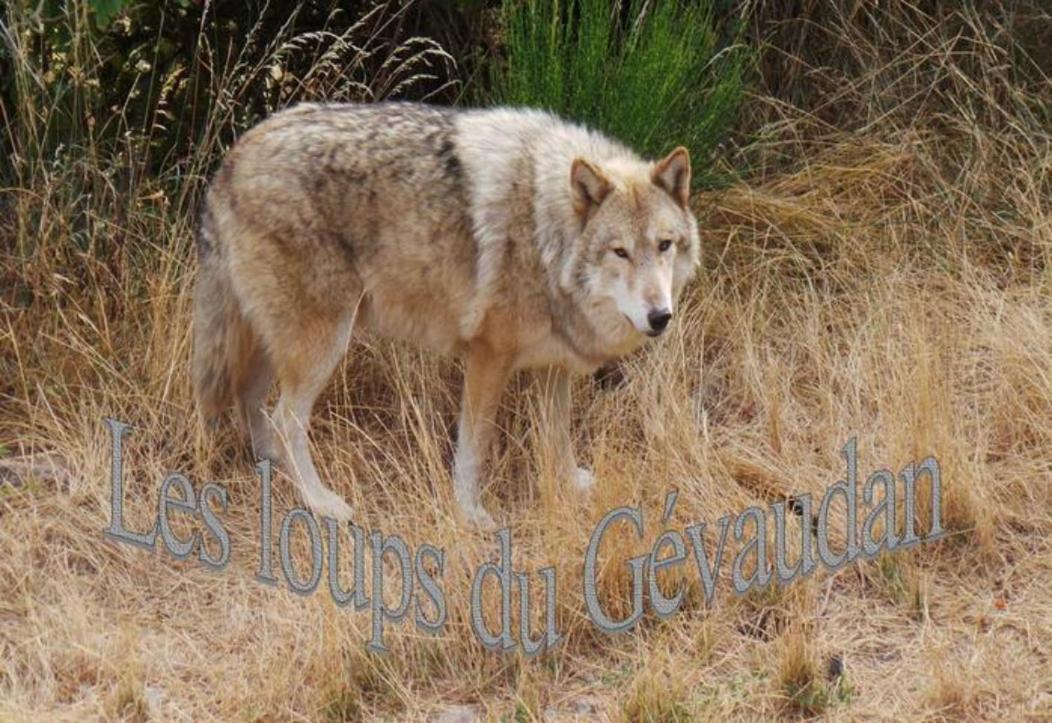 Lozere Aubrac Margeride Promo Lägenhet Saint-Alban-sur-Limagnole Exteriör bild